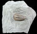 Detailed, Flexicalymene Trilobite - Ohio #57865-1